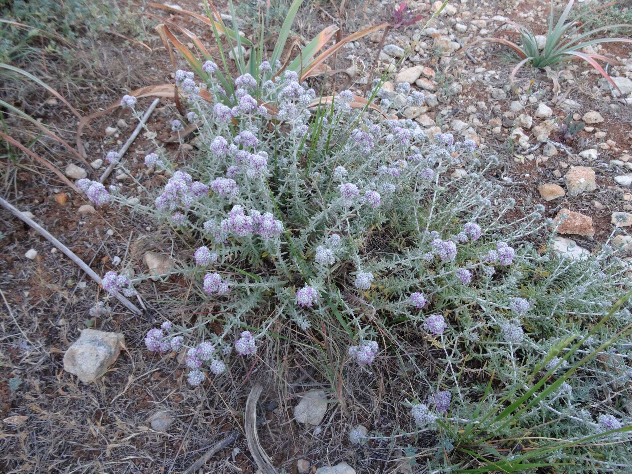 Image of Teucrium capitatum subsp. majoricum (Rouy) Nyman