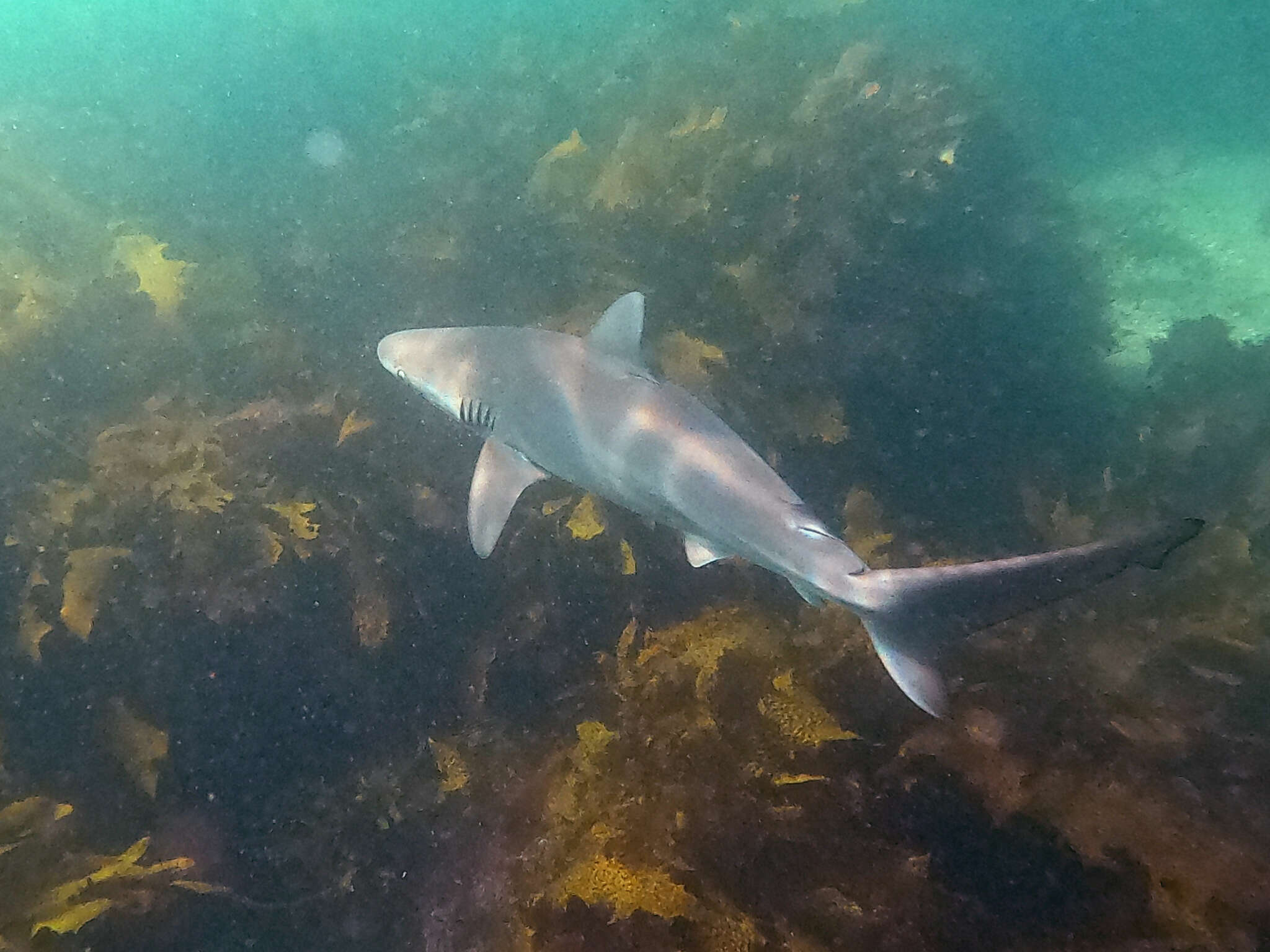 Image of Dusky Shark