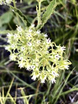 Image of Oxypetalum crispum Wight ex Hook.