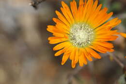 Image of Drosanthemum flammeum L. Bol.