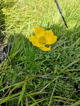 Image of Pulsatilla aurea (N. Busch) Juzepczuk