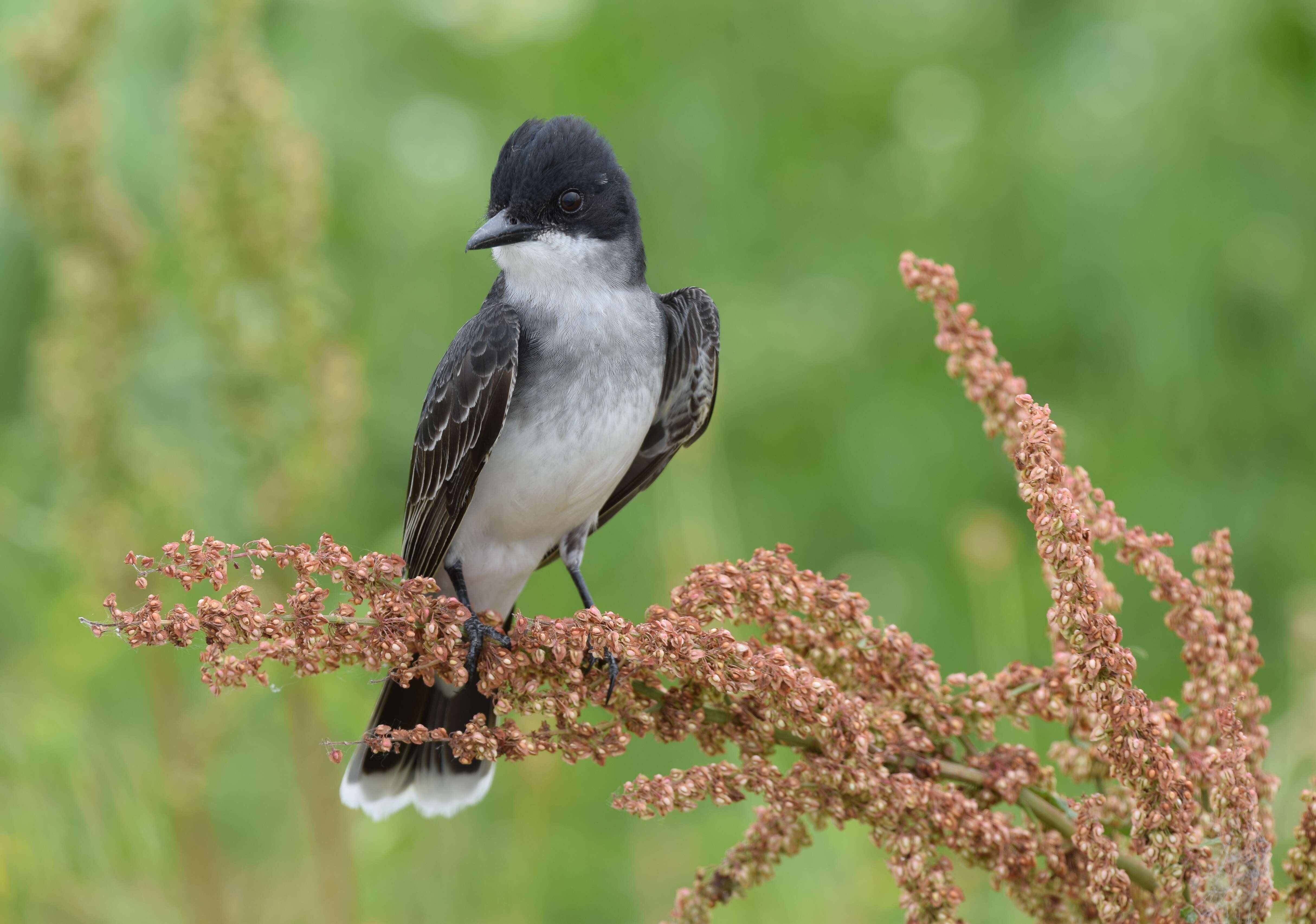 Image of Eastern Kingbird