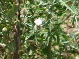 Centaurea diffusa Lam. resmi