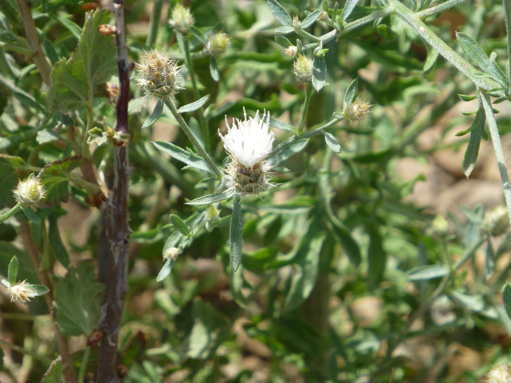 Image of diffuse knapweed