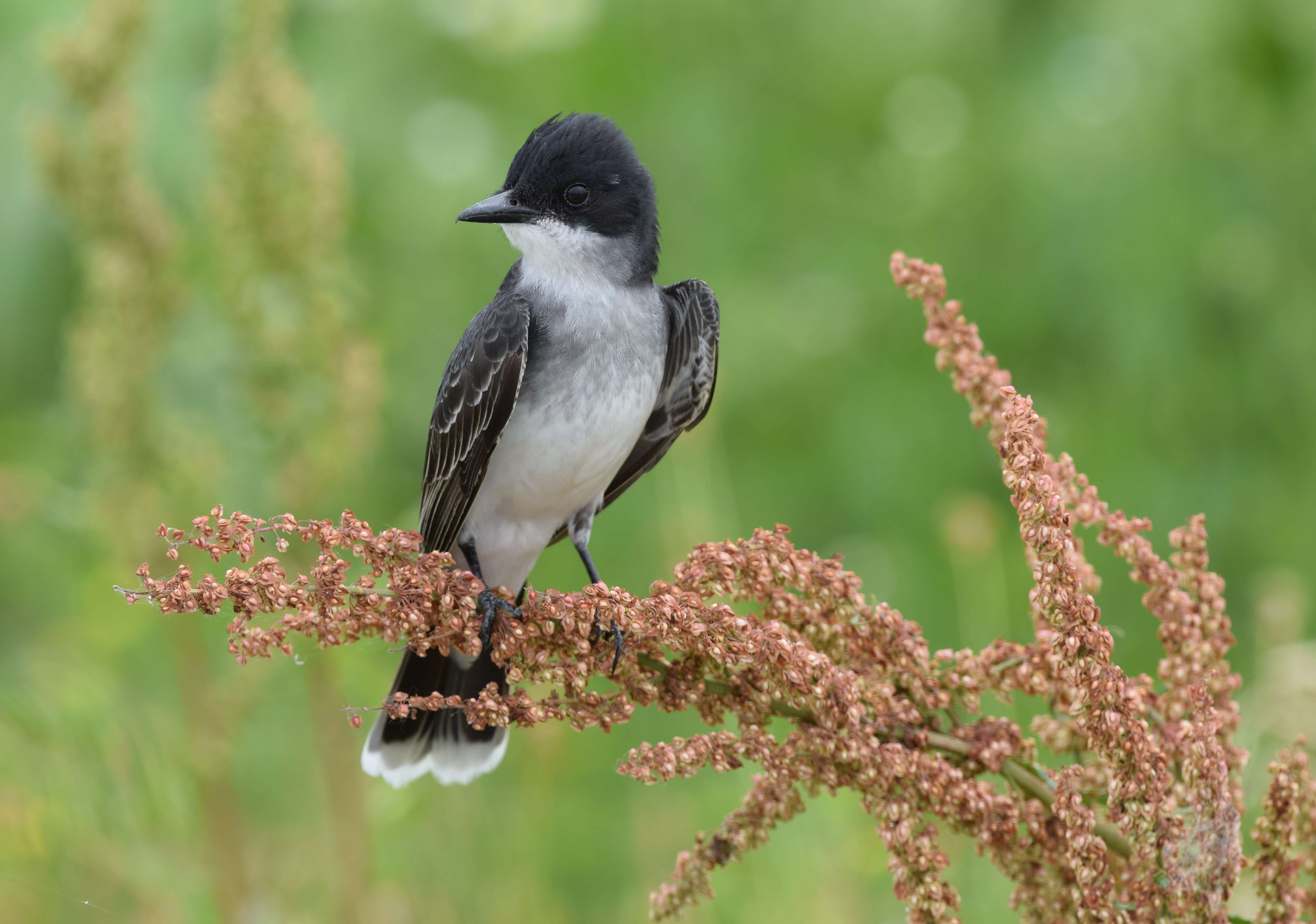 Image of Eastern Kingbird