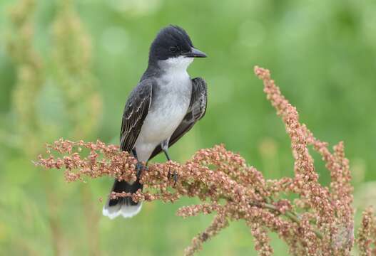 Image of Eastern Kingbird