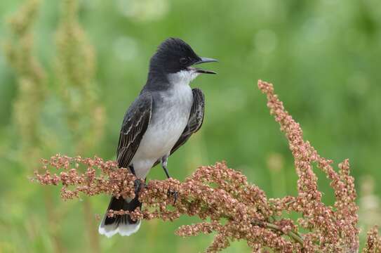 Image of Eastern Kingbird