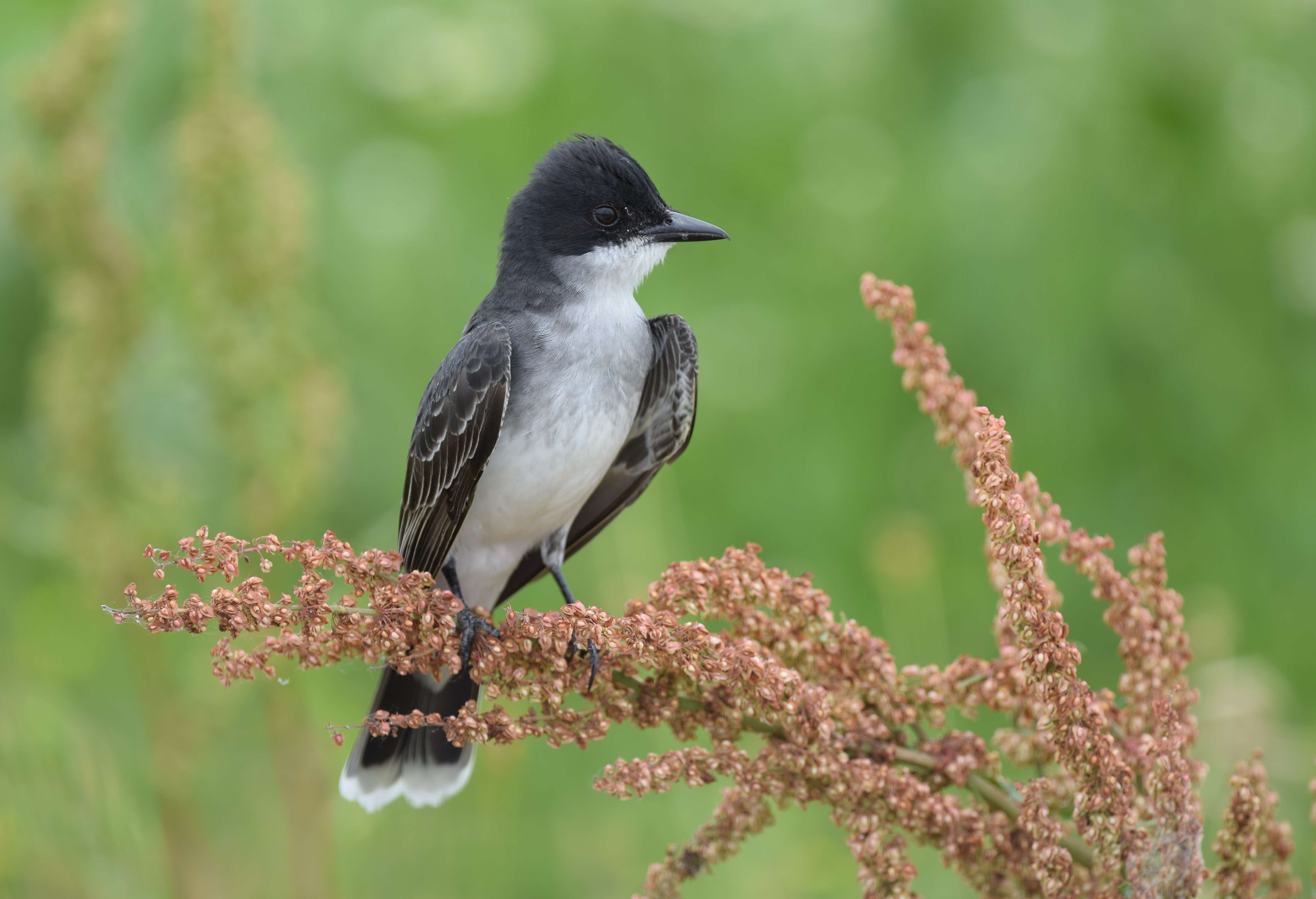 Image of Eastern Kingbird