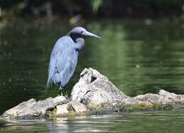 Image of Little Blue Heron