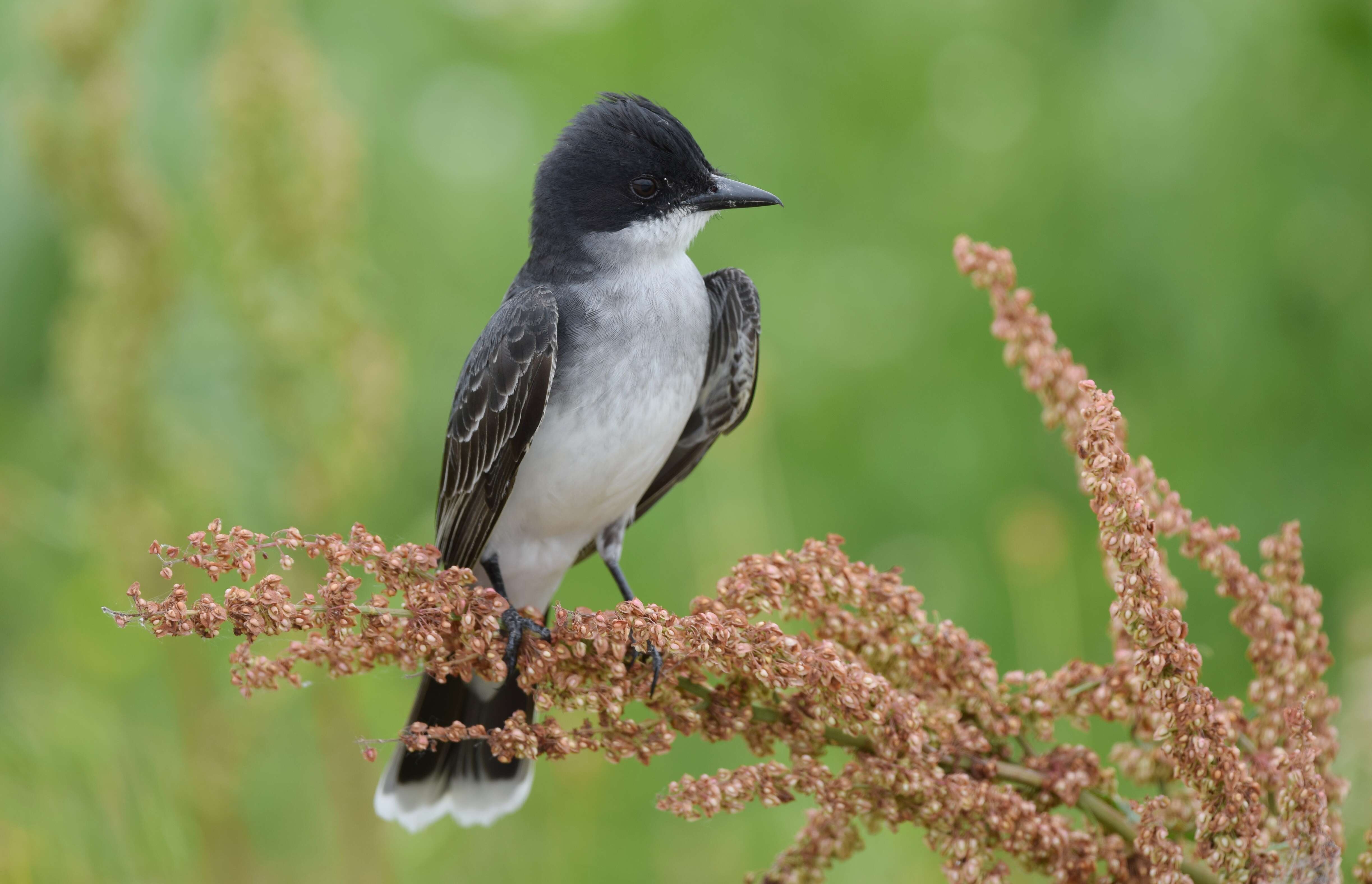 Image of Eastern Kingbird