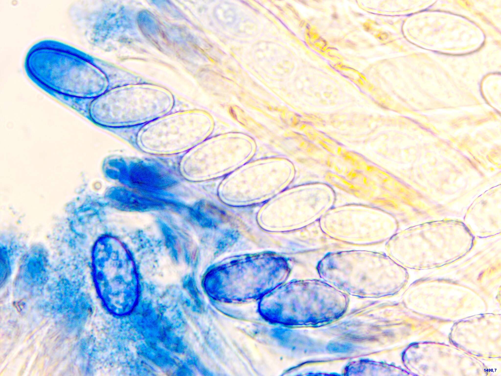 Image of Scutellinia hirta (Schumach.) Cooke 1876