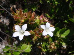 Image of Roella amplexicaulis Dod