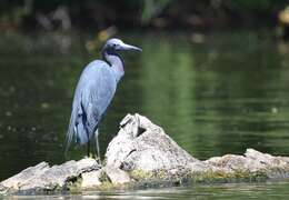 Image of Little Blue Heron