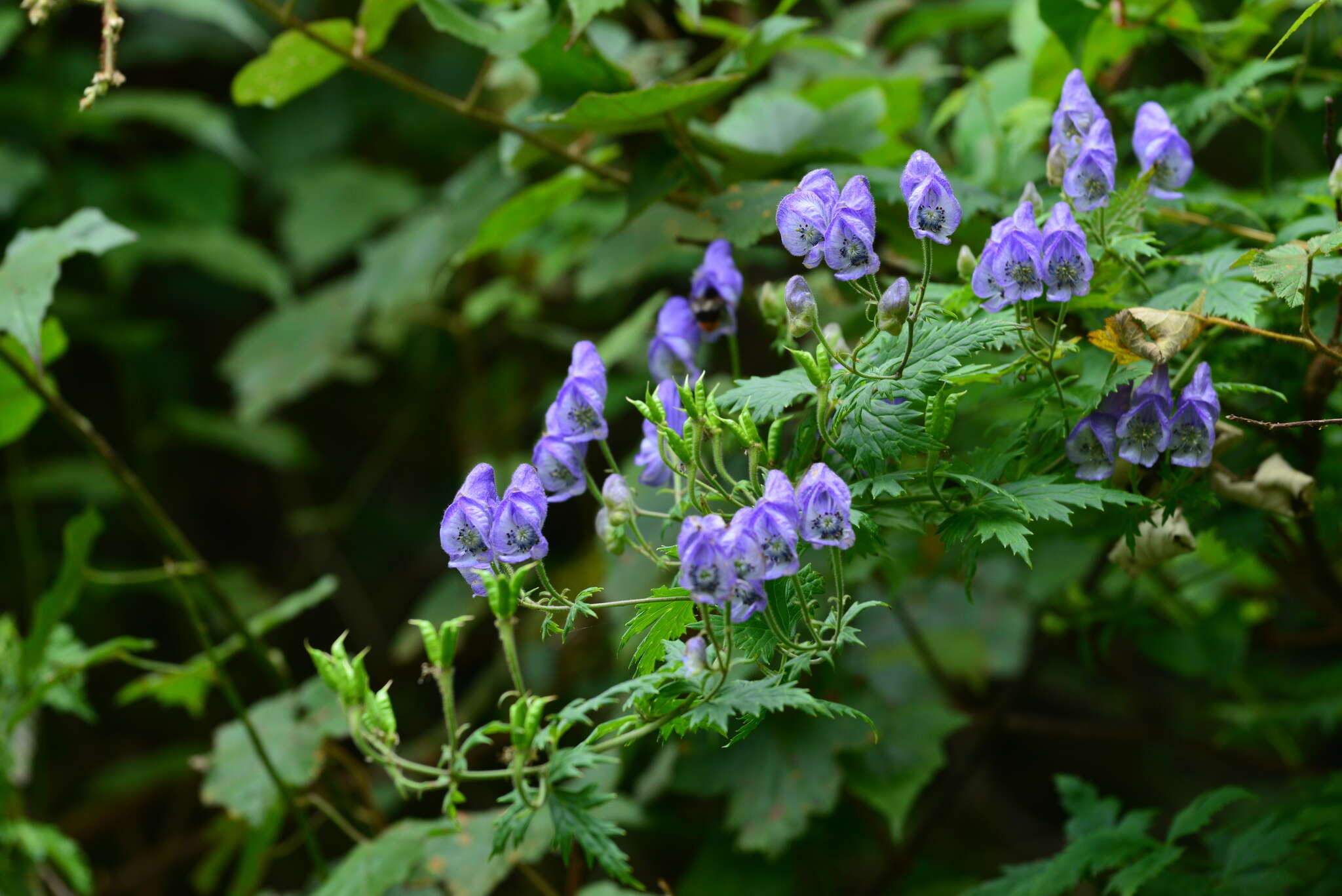 Image of Aconitum formosanum Tamura