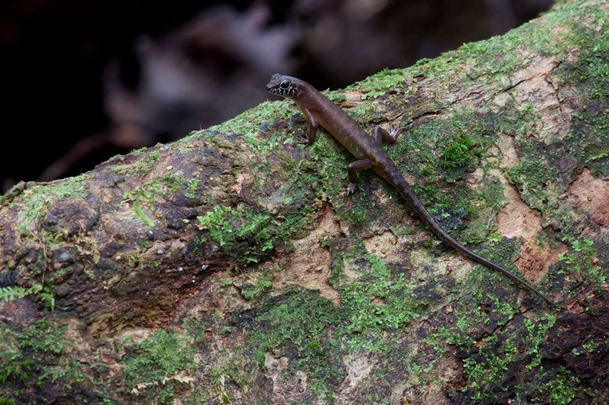 Sphenomorphus sabanus Inger 1958 resmi