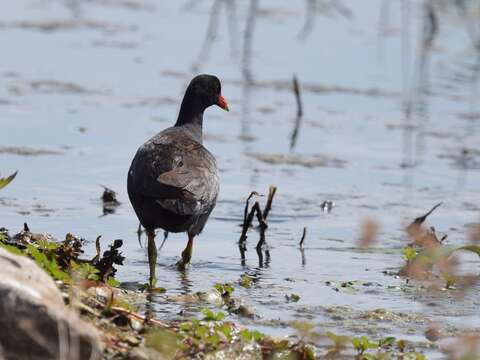 Image of Common Gallinule