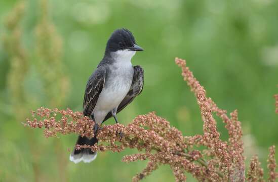 Image of Eastern Kingbird