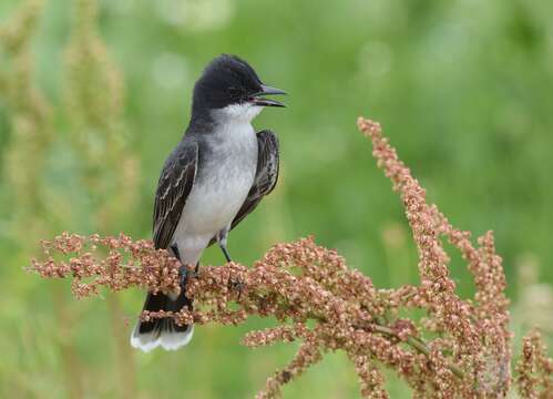 Image of Eastern Kingbird