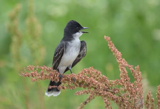 Image of Eastern Kingbird