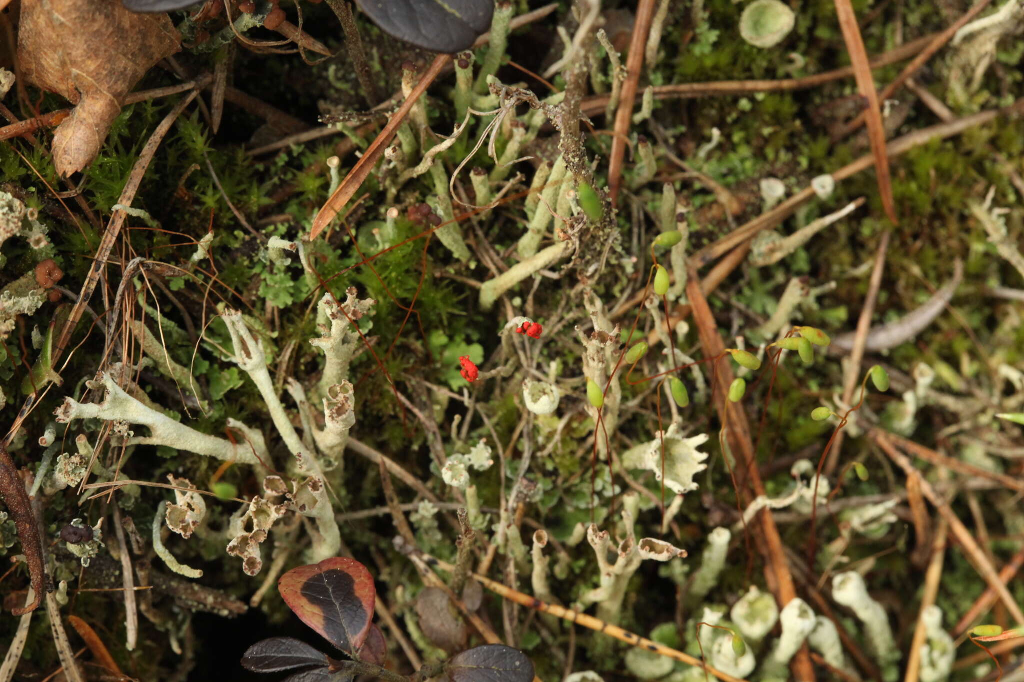 Image of cup lichen