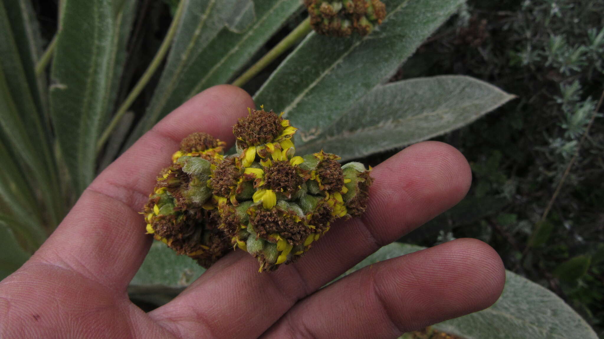 Image of Espeletia rabanalensis (S. Díaz & Rodr.-Cabeza) Mavárez