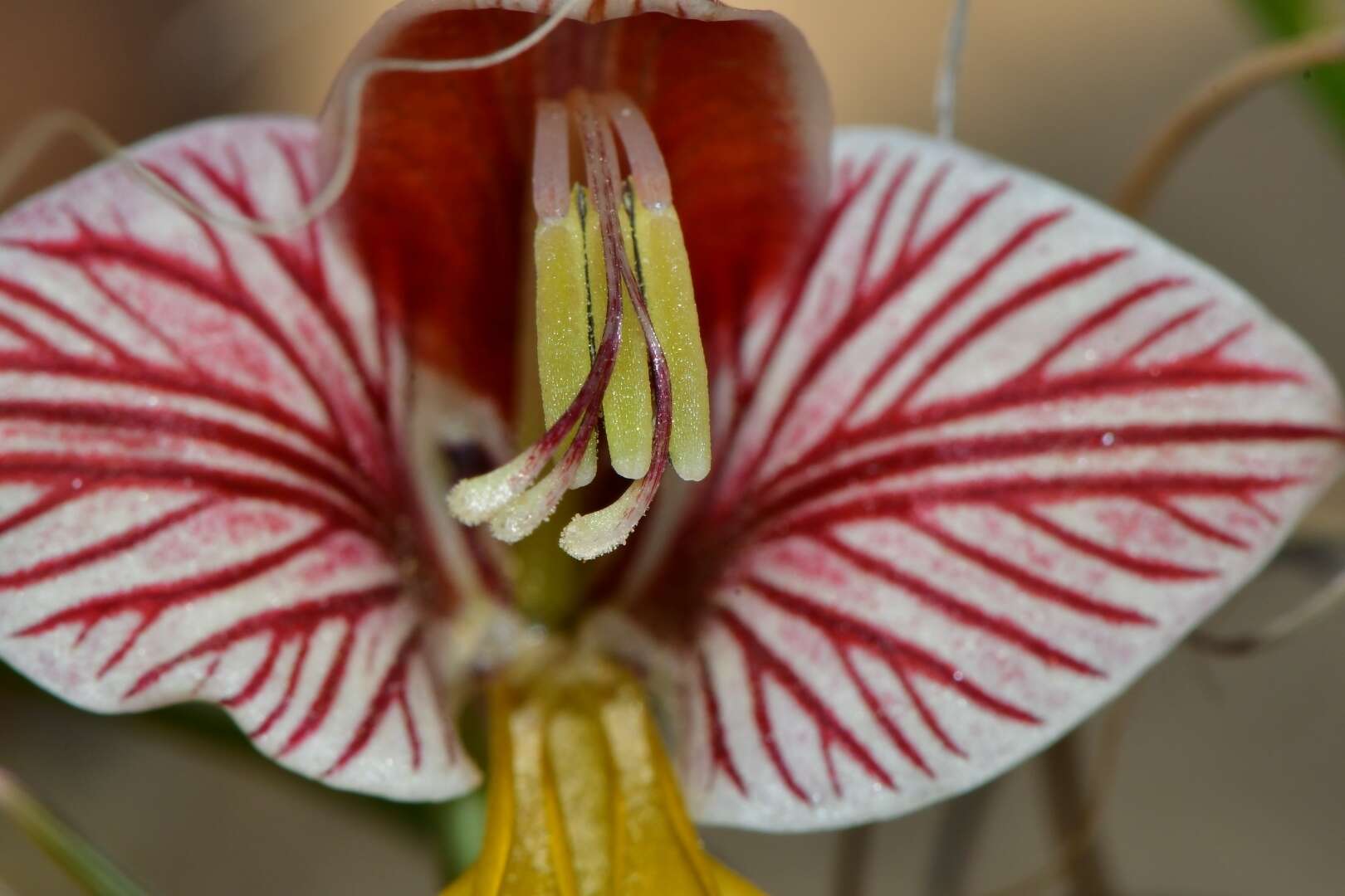 Gladiolus watermeyeri L. Bolus resmi