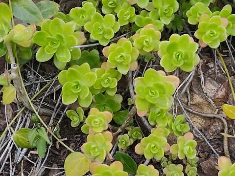 Image of Sedum kimnachii V. V. Byalt