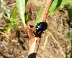 Image of Chrysomela (Macrolina) confluens Rogers 1856