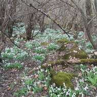 Image of Galanthus plicatus M. Bieb.