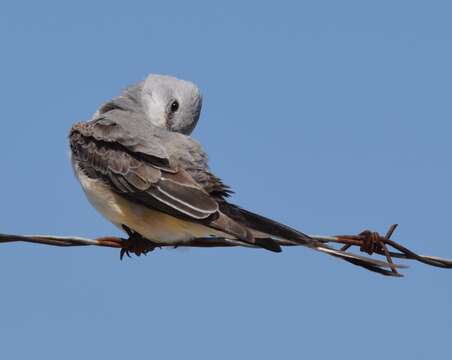 Image of Scissor-tailed Flycatcher