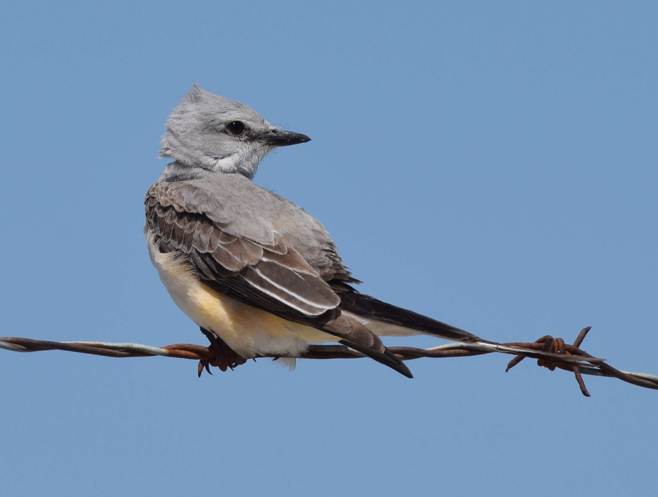 Image of Scissor-tailed Flycatcher