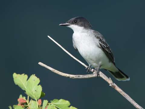 Image of Eastern Kingbird