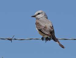 Image of Scissor-tailed Flycatcher