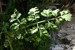 Imagem de Daucus carota subsp. hispanicus (Gouan) Thell.