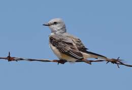 Image of Scissor-tailed Flycatcher