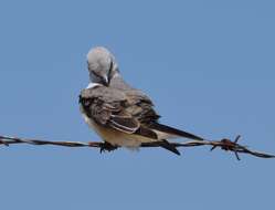 Image of Scissor-tailed Flycatcher