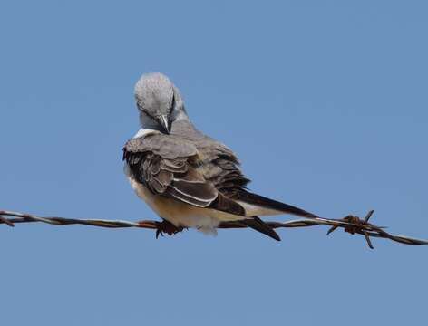 Image of Scissor-tailed Flycatcher