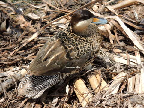 Image of Silver Teal