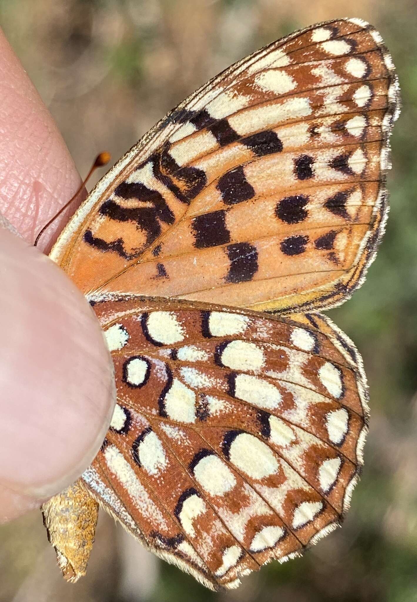 Image of <i>Speyeria hesperis irene</i>