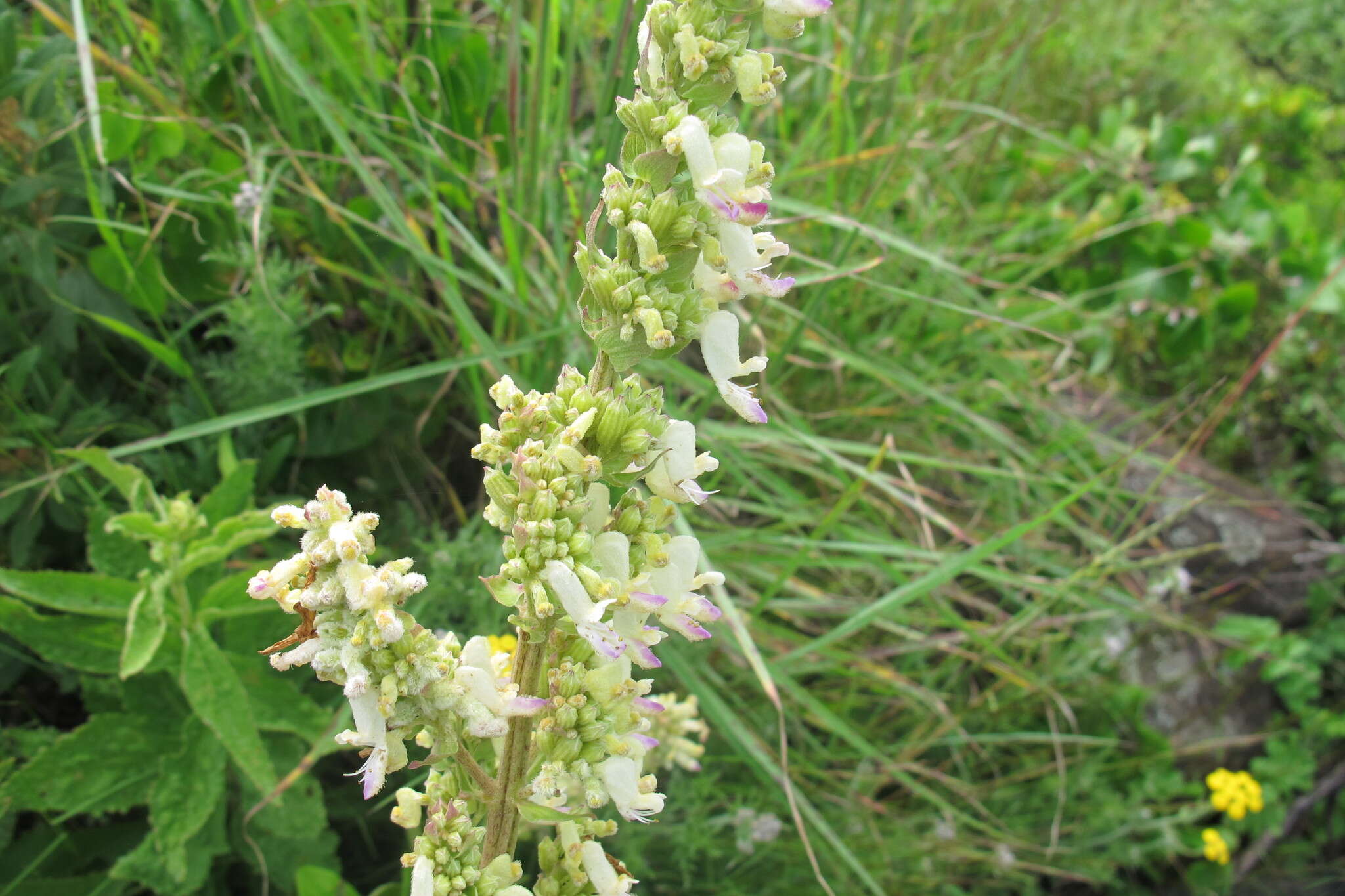 صورة <i>Coleus calycinus</i>