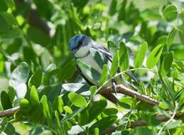 Image of Cerulean Warbler