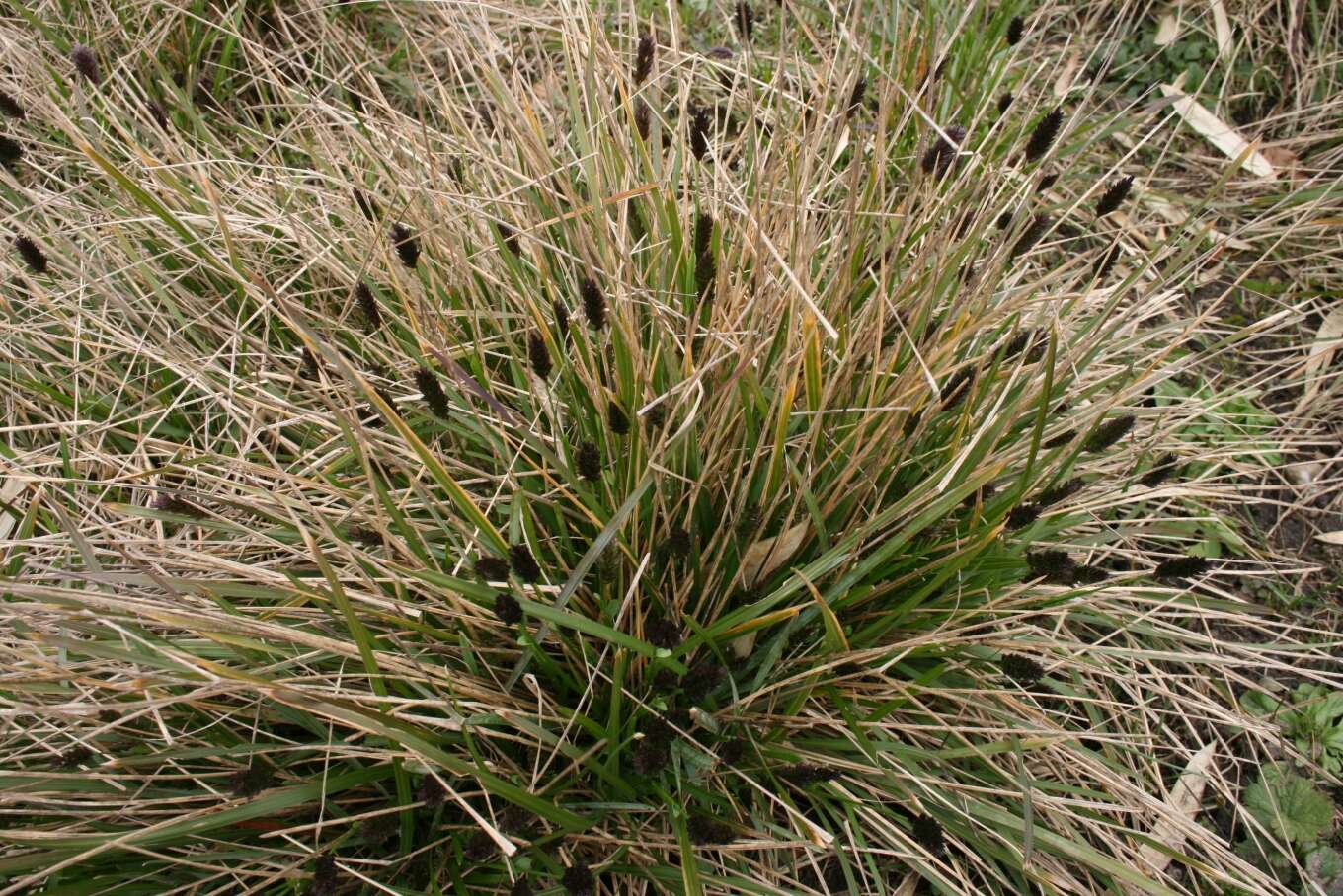 Image of blue moor grass