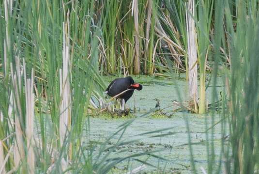 Image of Common Gallinule