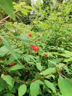 Image of Impatiens turrialbana J. D. Sm.