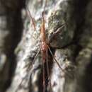 Image of Tetragnatha guatemalensis O. Pickard-Cambridge 1889