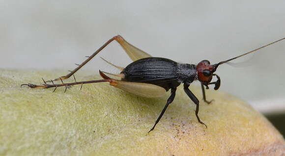 Image of Trigonidium (Trigonidium) erythrocephalum (Walker & F. 1869)