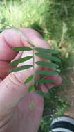 Image of lentil vetch