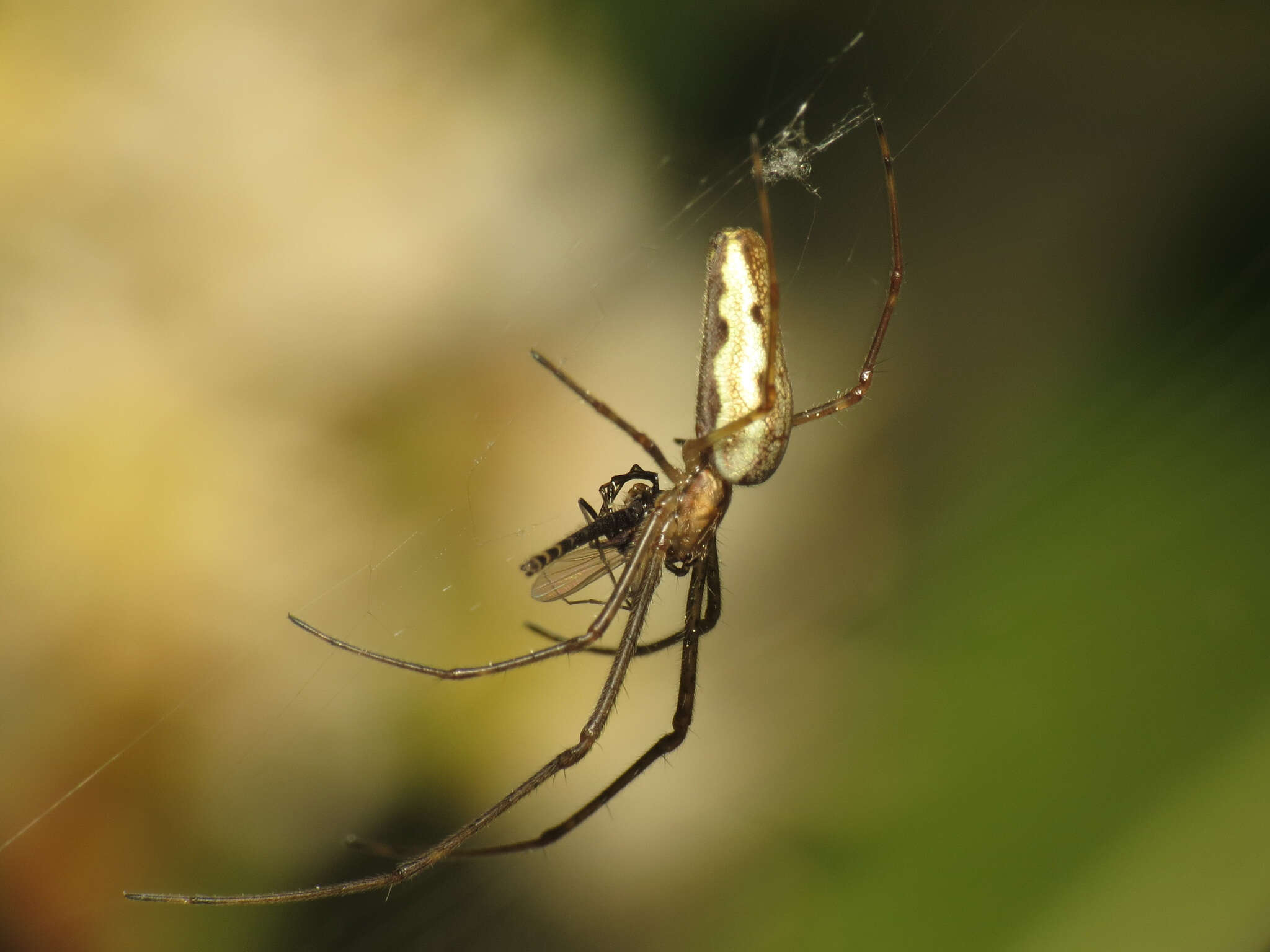 Plancia ëd Tetragnatha extensa (Linnaeus 1758)