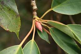 Image of Trochodendron