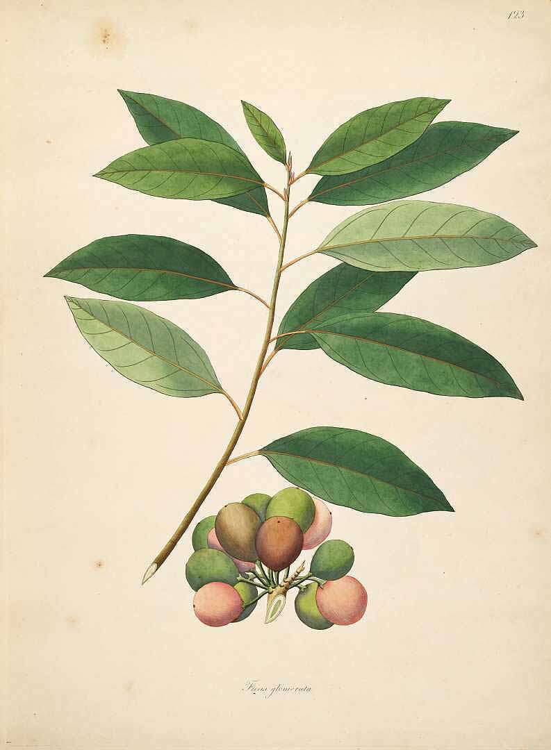 Imagem de Ficus racemosa L.